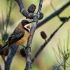 Jehlozobka vychodni - Acanthorhynchus tenuirostris - Eastern Spinebill o3772